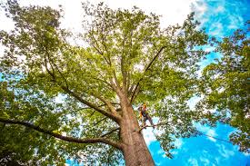 Best Soil Testing and Treatment  in Leechburg, PA